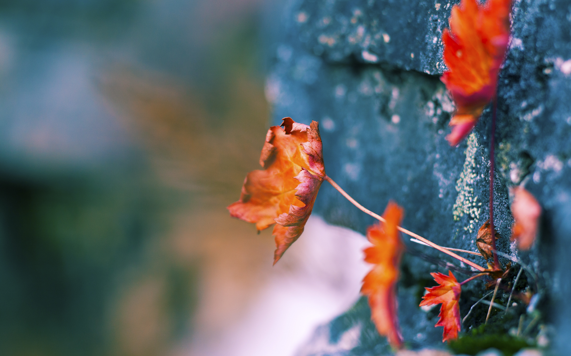 熊猫体育在线官网-英格兰女子队表现亮眼，成为焦点，英格兰队员2021